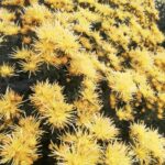 IMG-20211014-WA0005-min